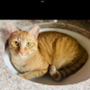 Meet your Posher, Winnie